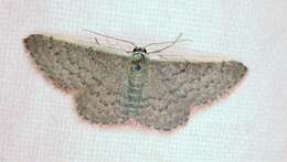 صورة Idaea costaria Walker 1863