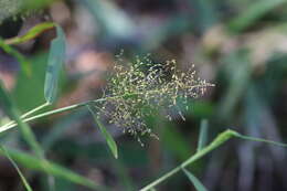 Image of Panicum sarmentosum Roxb.