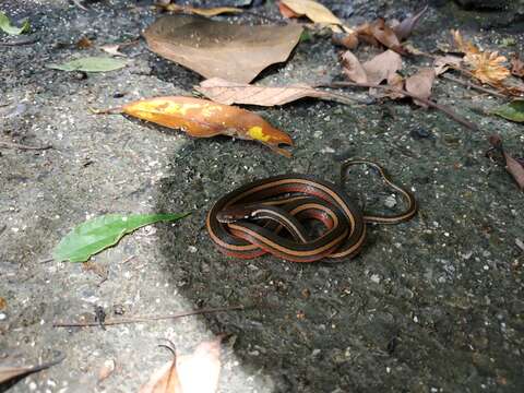 Image of Maki's Keelback