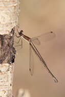 Image of Rainpool Spreadwing