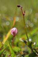 Image of Desmodium varians (Labill.) G. Don