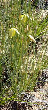 Image of Albuca cooperi Baker