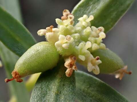 Image of Pimelea microcephala subsp. microcephala