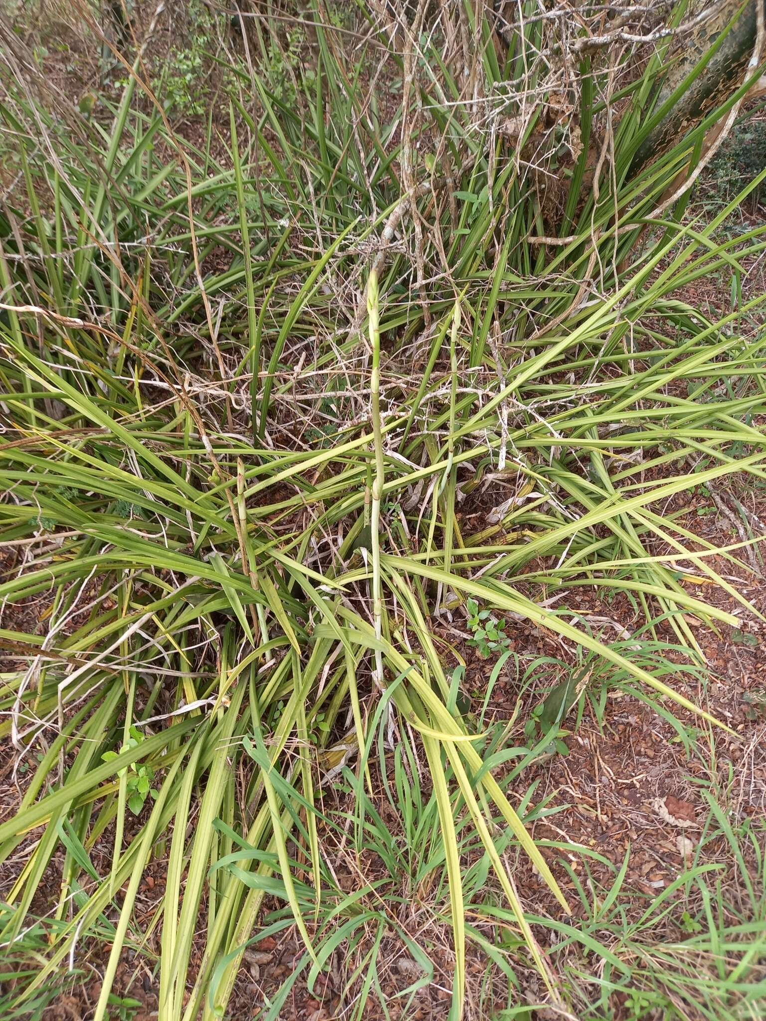 Image of Eulophia petersii (Rchb. fil.) Rchb. fil.