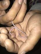 Image of Western Blind Snake