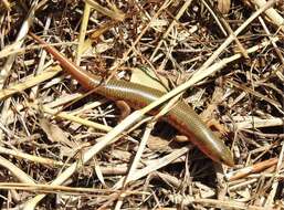 Plestiodon chinensis (Gray 1838) resmi