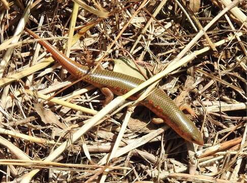 Image of Chinese Skink