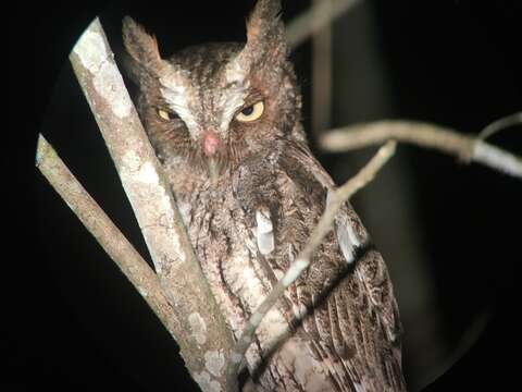 Image of Guatemalan Screech-owl