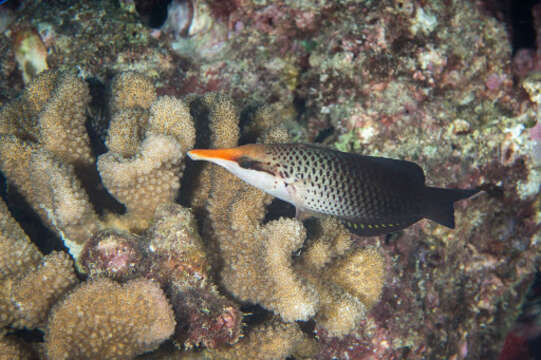 Image of Bird wrasse