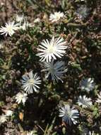 Imagem de Drosanthemum calycinum (Haw.) Schwant.