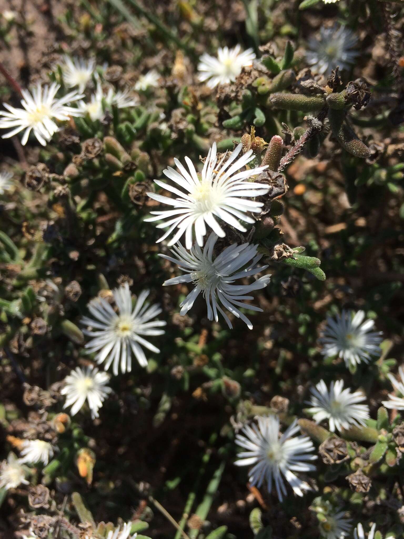 Imagem de Drosanthemum calycinum (Haw.) Schwant.