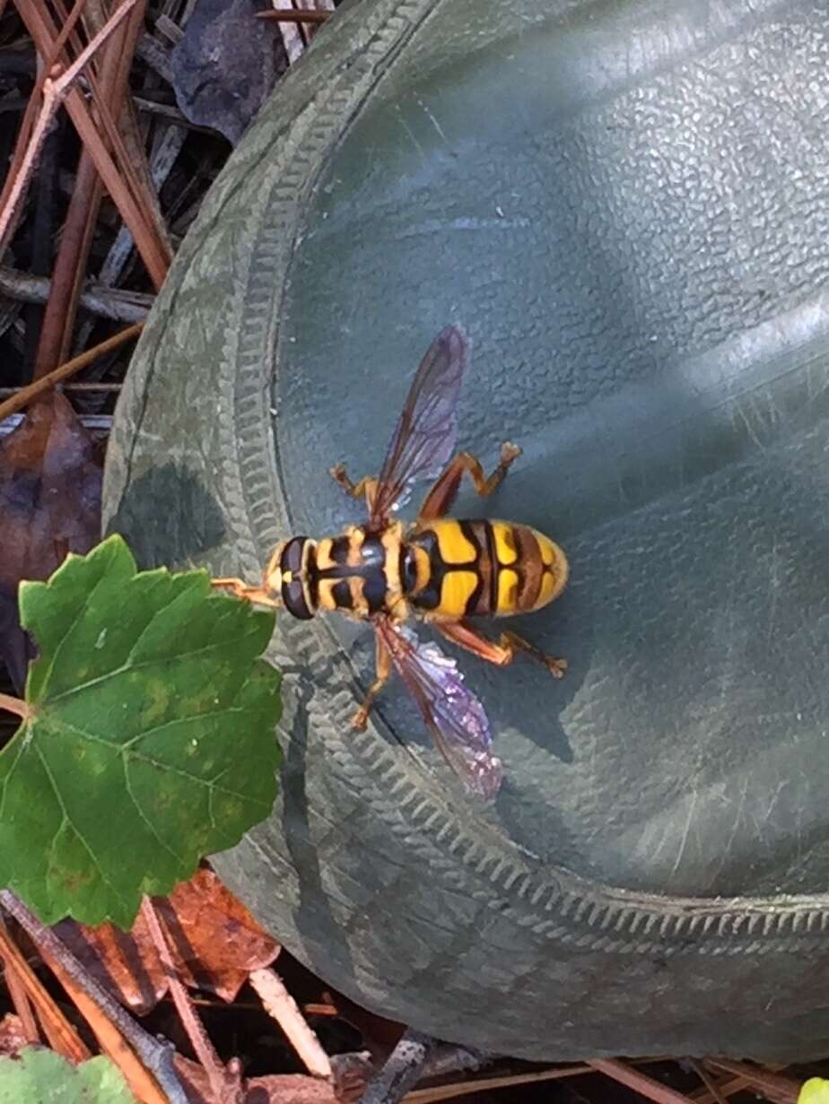 Image of Yellowjacket Hover Fly