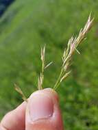 Image of arctic brome