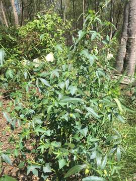 Image of Hibiscus meraukensis Hochr.