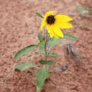 Image of western sunflower