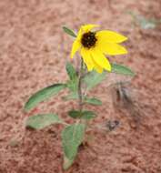 Image of western sunflower