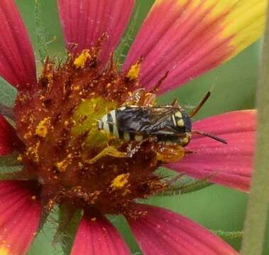 Image of Texas Nomad Bee