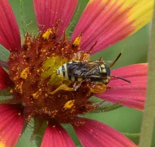 Image of Texas Nomad Bee