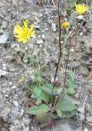 Image of Hieracium lepidulum (Stenstr.) Dahlst.