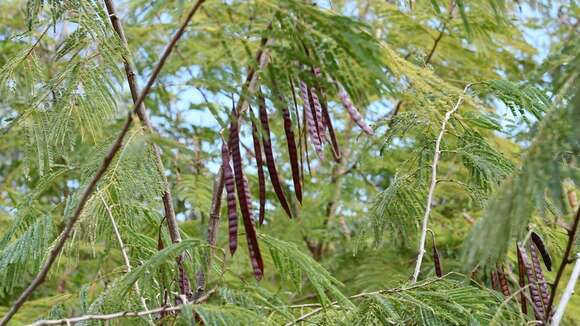 Sivun Leucaena collinsii Britton & Rose kuva