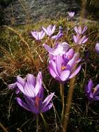 Crocus nudiflorus Sm. resmi