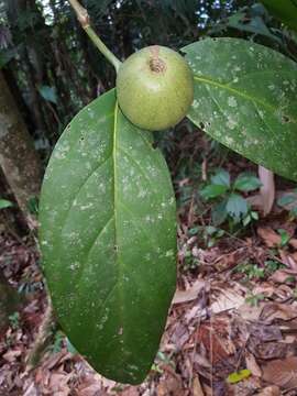 Image of Posoqueria grandiflora Standl.