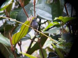 Image of Green-backed Hillstar