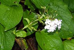 Imagem de Ourisia macrophylla Hook.