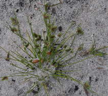 Image of Sedge