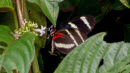 Image of Heliconius hewitsoni Staudinger 1875