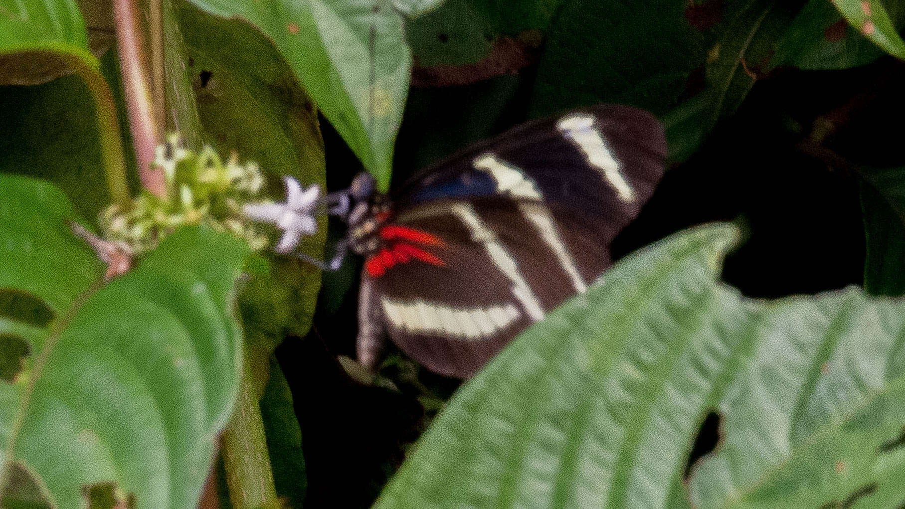 Image of Heliconius hewitsoni Staudinger 1875