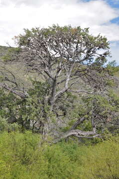 Image of Juniperus saltillensis M. T. Hall