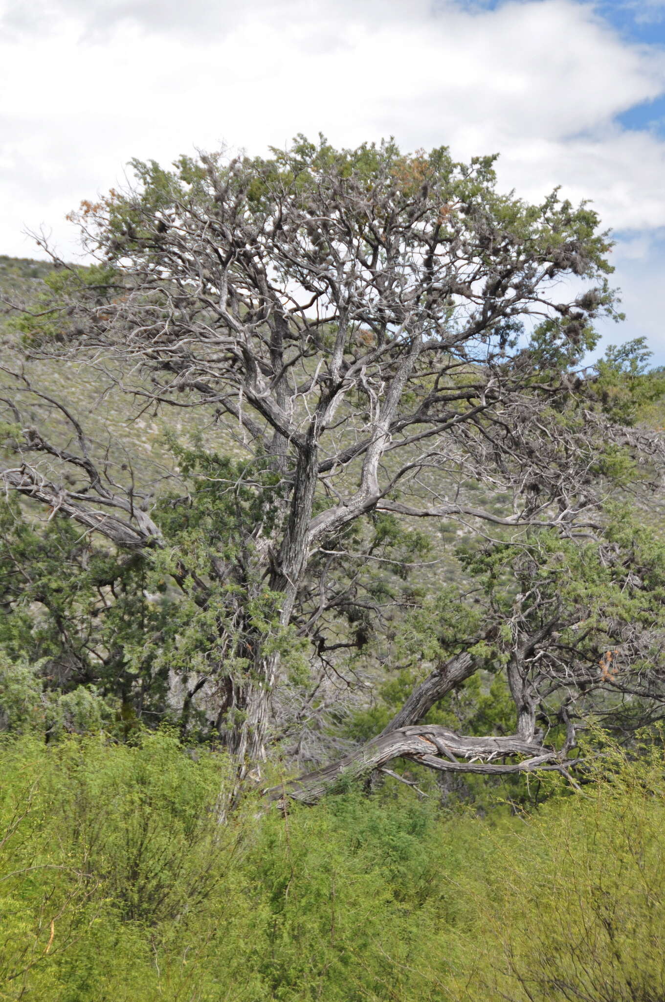 Plancia ëd Juniperus saltillensis M. T. Hall