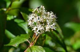 Слика од Cornus excelsa Kunth