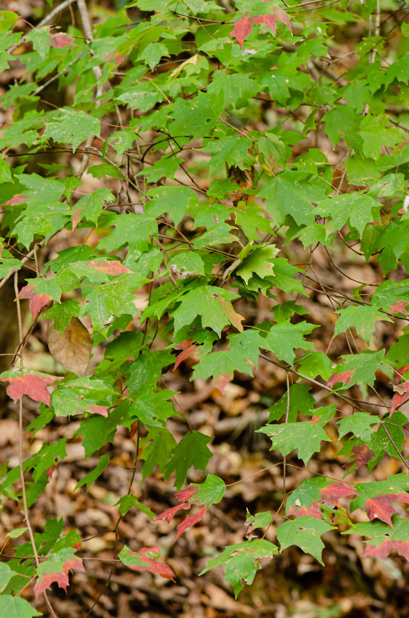 صورة Acer leucoderme Small