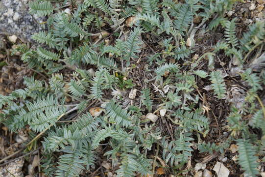 Image of Oxytropis coerulea (Pall.) DC.