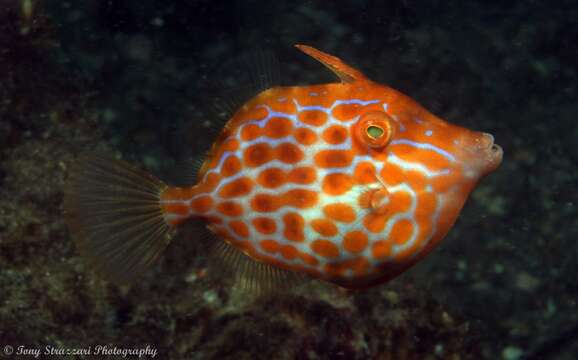 Image of Deep-bodied leatherjacket