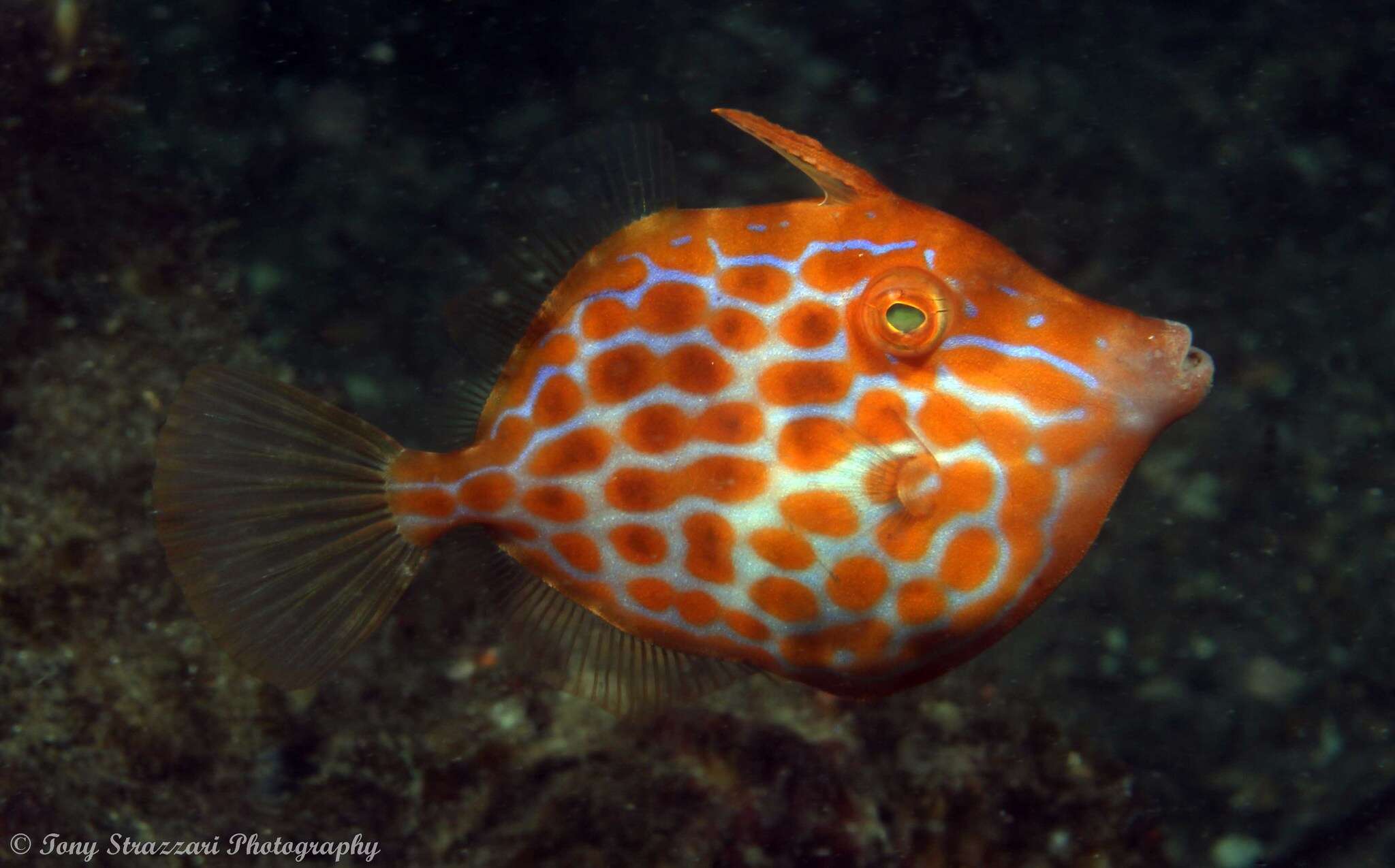 Image of Deep-bodied leatherjacket