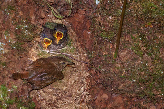 Image of Pacific Wren