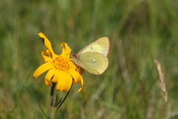 Image de <i>Colias palaeno europomene</i> Ochsenheimer 1816