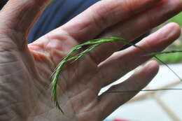 Plancia ëd Festuca occidentalis Hook.