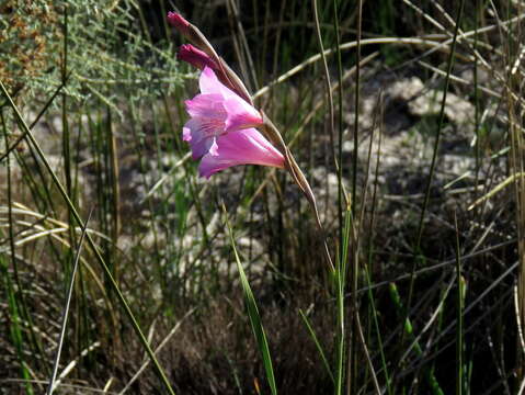 Image of Gladiolus hirsutus Jacq.