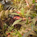 Image of Lobelia persicifolia Lam.