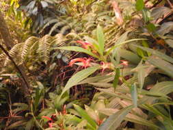 Imagem de Lobelia persicifolia Lam.