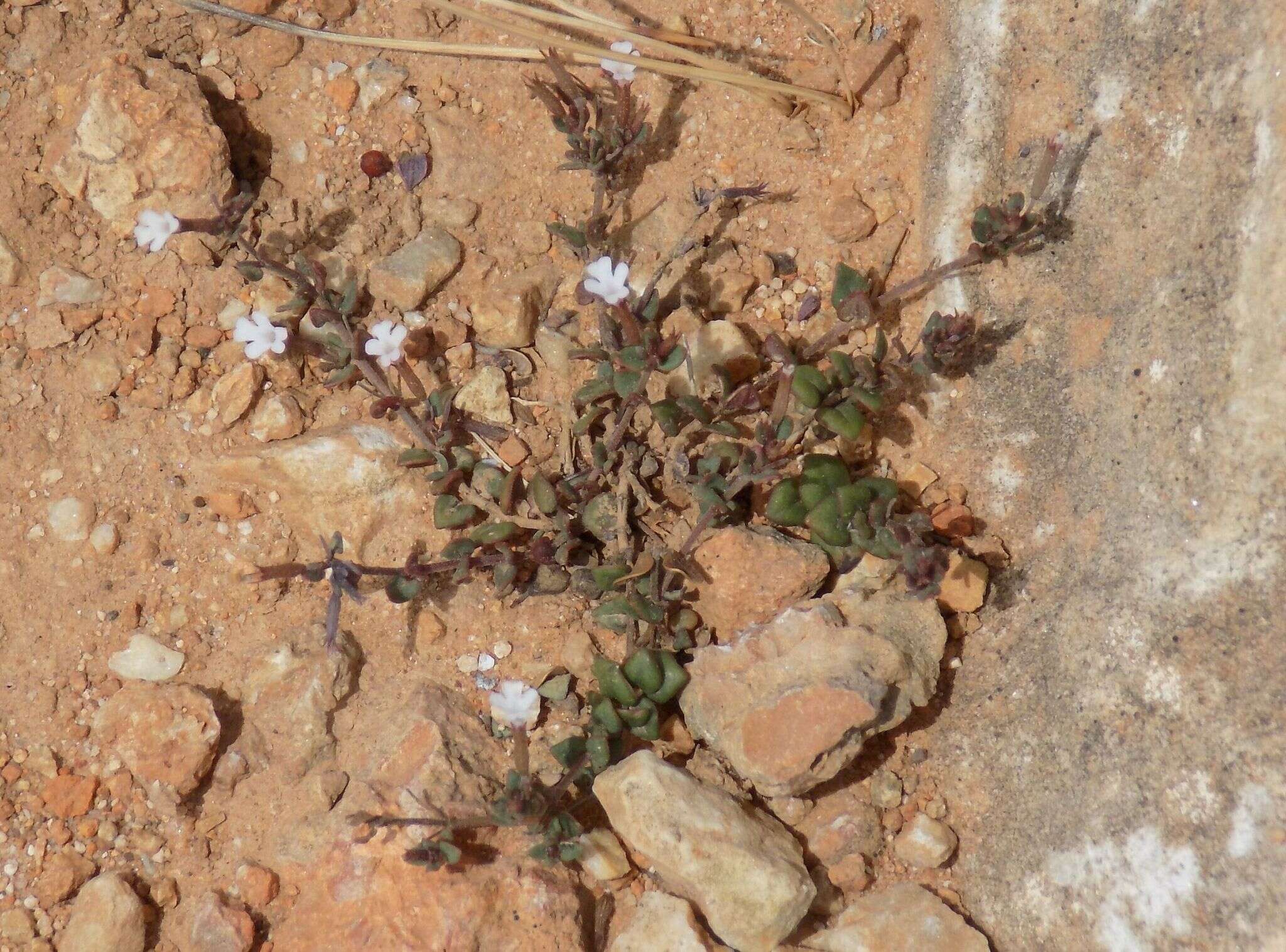 Image of Micromeria filiformis (Aiton) Benth.