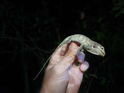 Image of Barahona  Anole