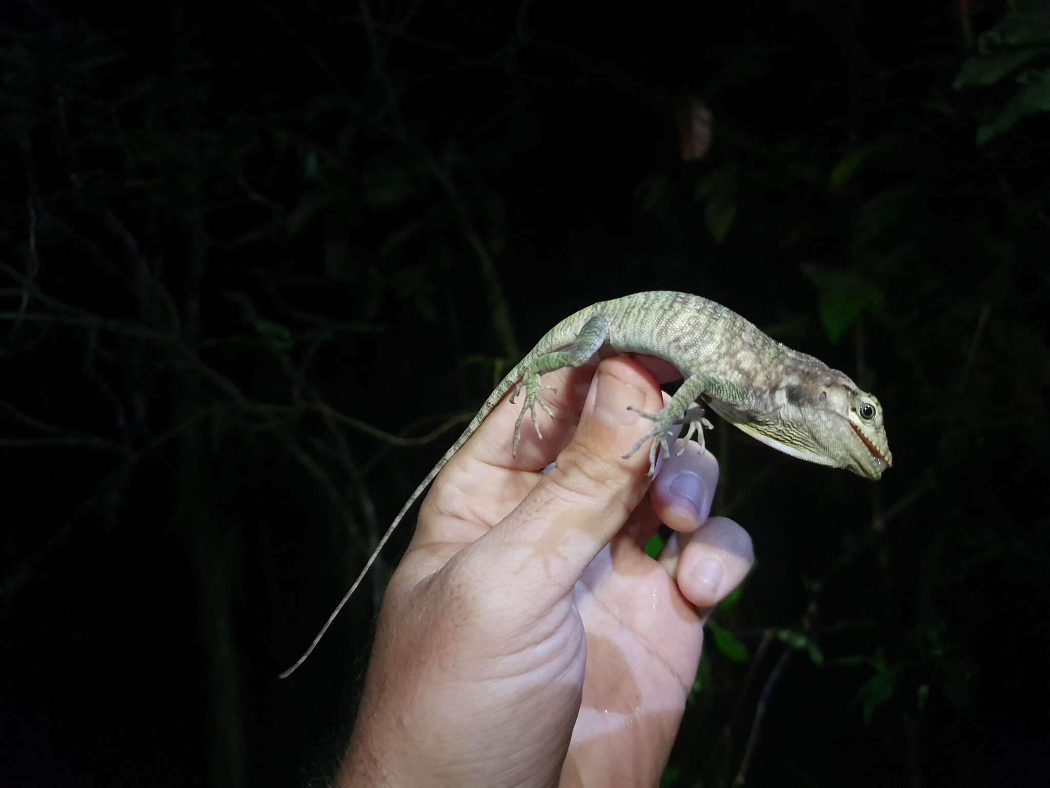 Image of Barahona  Anole