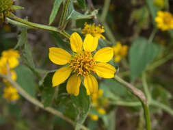 Image of Melanthera latifolia (Gardn.) Cabrera