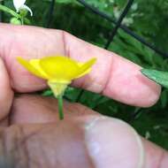 Ranunculus bulbosus L.的圖片