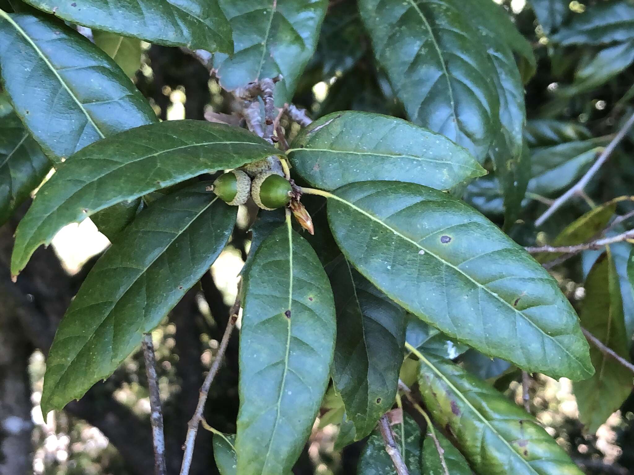 Image of Quercus spinosa subsp. miyabei (Hayata) A. Camus